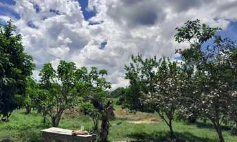 Imagem 4: Grande casa com terreno de 25 mil metros quadrados e arvores frutíferas