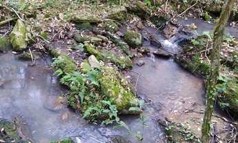 Imagem 3: Chácara - ideal para plantio de Oliveiras e Nogueiras