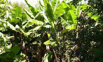 Imagem 5: BORDA DA MATA - Chácara - Serrinha