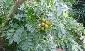 Imagem 4: Vende-se sítio em Panaquatira