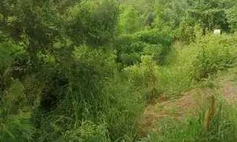 Imagem 3: Vende-se este terreno.