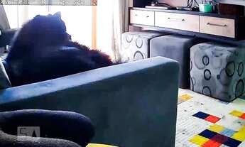 Imagem 2: Apartamento para Aluguel - Santa Cecília, 2 Quartos, 48 m2