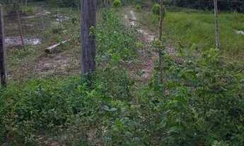 Imagem 3: Terra com 100 Hectares - Pedro do Rosário - MA