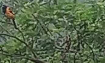 Imagem: Fazenda com 16 hectares, sendo 9 de pastagem