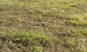 Imagem: Vendo ágio de um lote 200m