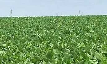 Imagem 2: FAZENDA (6.402 hectares), SEDE ESPETACULAR, TOTALMENTE EQUIPADA PARA OPERAÇÃO E PRODUÇÃO