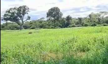 Imagem 7: FAZENDA À VENDA EM BARÃO DE MELGAÇO MT 2.100 HECTARES (PECUÁRIA