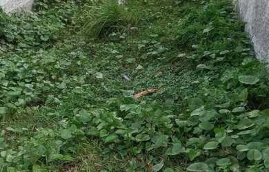 Imagem 3: Vendo terreno Casa com 2 dormitórios