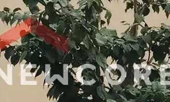 Imagem 4: Casa em Rua dos Tubarões - Ingleses do Rio Vermelho - Florianópolis/SC