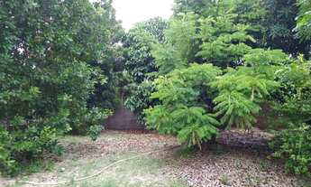 Imagem 7: Vende-se sítio em Panaquatira