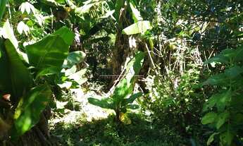 Imagem 6: BORDA DA MATA - Chácara - Serrinha