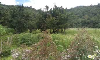 Imagem 5: Sítio de 7 Alqueires, Rico em Água e Terra Fértil!!! - Delfim Moreira/MG