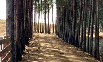 Imagem 6: Sítio Á Venda Entre Tatui E Itapetininga 22 Alqueires