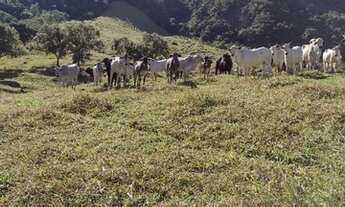 Imagem 5: Sítio serra Macaense bicuda grande 9,5 alqueires