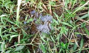 Imagem: Vende-se terreno, 300 metros