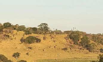 Imagem 4: Fazenda a venda, em Uruana - Goiás!!!