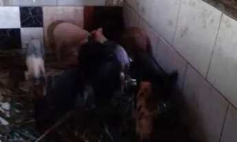 Imagem 6: Velleda oferece lindo sítio meio hectare em Águas Claras, com linda casa e salão de festas