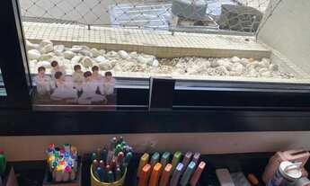 Imagem 3: APARTAMENTO SANTANA - ÚNICO NA REGIÃO