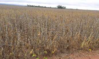 Imagem 4: Fazenda 391 alqueire plantando soja Vale do Araguaia