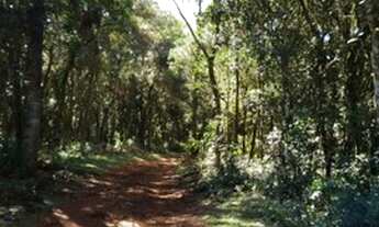 Imagem 6: Chácara à venda em IPIRANGA para plantio