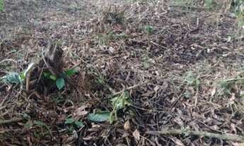 Imagem 2: Terreno Venda Ubatuba - SP - Ubatumirim