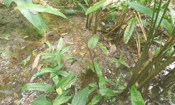 Imagem 6: 100 mil mts quadrados 350 mil reais