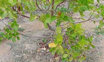 Imagem 7: Vende-se chácara na Marajó-Go