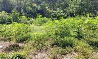 Imagem: Terreno na estrada de Novo Airão KM34