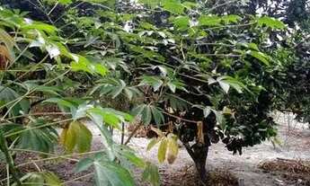 Imagem 2: VENDO MINI SÍTIO 28.000 ACEITO PROPOSTA