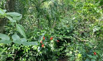 Imagem 7: Venda de AMPLO Terreno com vista para praia de Moçambique - Florianópolis - SC