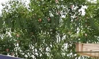 Imagem 7: LANÇAMENTO NO BENTO FIGUEIREDO