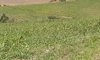 Imagem 6: Fazenda a Venda em Pilar do Sul