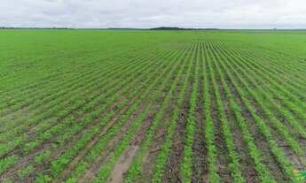 Imagem: Compro Fazenda até 40 Mil hectares