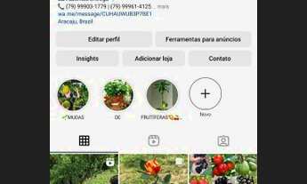 Imagem 2: MANGUEIRAS ENXERTADAS E OUTRAS...<br>// ENTREGA GRÁTIS EM ROTA 