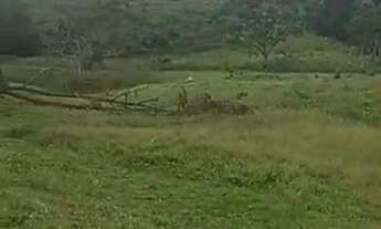Imagem 2: Fazenda com casa sede e casa de caseiro à venda