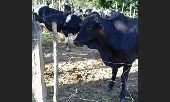 Imagem: Vendo 6 alqueires mineiros em Ipanema mg