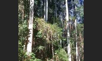 Imagem 7: Chácara 15 hectares, valor 169,800,00