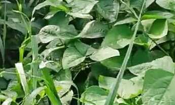 Imagem 3: Chácara no Santa Barbara 13k de montes claros entrada do posto Barral 2 km de chão perto