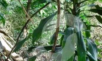 Imagem 3: Terreno à venda, 760 m² por R$ 372.096,00 - Engenho do Mato - Niterói/RJ