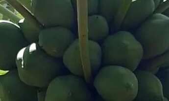 Imagem 7: CHACARA EM NOVA ESPERANÇA