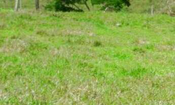 Imagem 5: VENDO EXCELENTE SÍTIO EM PIAU/MG (Ler a descrição completa