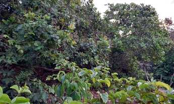 Imagem 6: Vendo casa com terreno