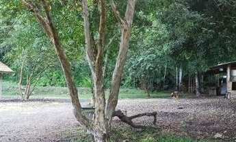 Imagem: Chácara BR 280 para venda - Jaraguá do