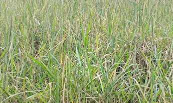 Imagem 5: Fazenda 75 hectares