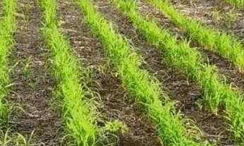 Imagem: Fazenda à Venda em Baliza - GO