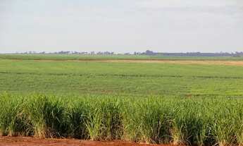 Imagem: 81.5 em cana arrendado a 53,5 ton/Ano