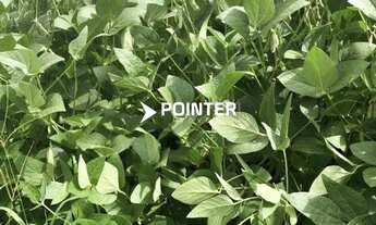 Imagem 3: Fazenda á venda com 1.742 hectares em Doverlândia - Goiás