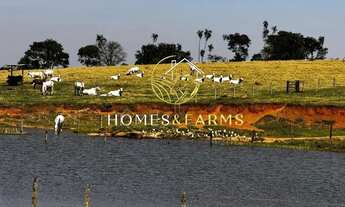 Imagem: Fazenda à Venda em Goiás
