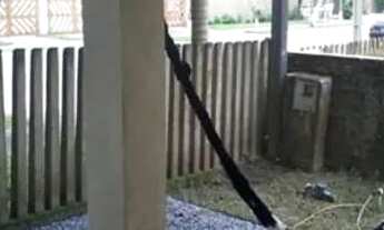 Imagem 6: Temporada e CARNAVAL