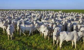 Imagem 2: Compro Fazenda até 40 Mil hectares